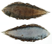 Image of Symphurus multimaculatus (Pepperdot tonguefish)
