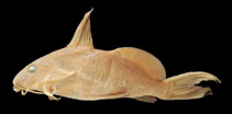 Image of Synodontis ouemeensis 