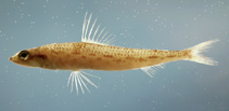 Image of Synodus poeyi (Offshore lizardfish)
