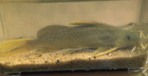 Image of Synodontis punctifer 