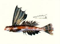 Image of Synchiropus rameus (High-finned dragonet)