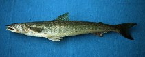 Image of Synodus scituliceps (Shorthead lizardfish)