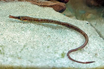 Image of Syngnathus scovelli (Gulf pipefish)