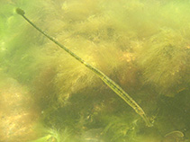 Figure 1 from Presence of the broad-nosed pipefish (Syngnathus