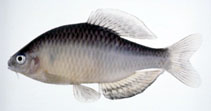 Image of Tanakia limbata (Oily bitterling)