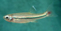 Image of Tanichthys micagemmae 