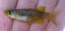 Image of Telmatherina opudi 