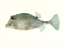 Image of Tetrosomus reipublicae (Smallspine turretfish)