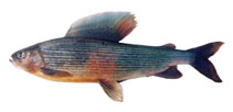 Image of Thymallus flavomaculatus (Yellow-spotted grayling)
