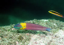 Image of Thalassoma lucasanum (Cortez rainbow wrasse)