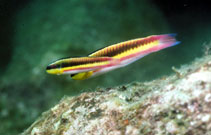 Image of Thalassoma lucasanum (Cortez rainbow wrasse)