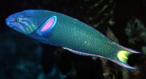 Image of Thalassoma lunare (Moon wrasse)