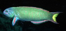 Image of Thalassoma lunare (Moon wrasse)