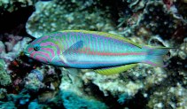 Image of Thalassoma rueppellii (Klunzinger\