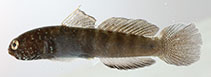Image of Tigrigobius gemmatus (Frecklefin goby)