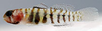 Image of Tigrigobius pallens (Semiscaled goby)