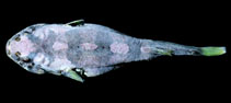 Image of Tomicodon eos (Rosy clingfish)