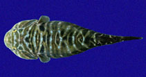 Image of Tomicodon humeralis (Sonora clingfish)