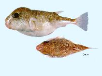 The orange-spotted toadfish Torquigener hypselogeneion (Bleeker
