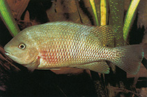 Image of Talamancaheros sieboldii 