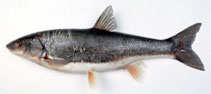 Image of Pseudaspius brandtii (Pacific redfin)