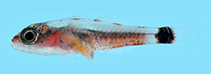 Image of Trimma hollemani (Holleman’s pygmygoby)