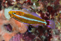 Image of Trimma hollemani (Holleman’s pygmygoby)