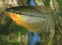 Image of Trichopodus leerii (Pearl gourami)