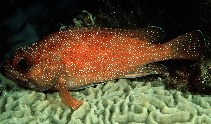 Image of Trachypoma macracanthus (Toadstool groper)