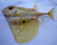 Image of Triodon macropterus (Threetooth puffer)