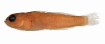 Image of Trimma omanense (Crescent-wing pygmygoby)