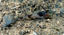 Image of Triglops pingelii (Ribbed sculpin)