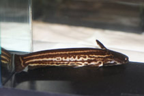 Image of Trachelyopterichthys taeniatus (Striped woodcat)