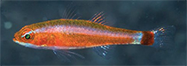 Image of Trimma tevegae (Tevegae pygmygoby)
