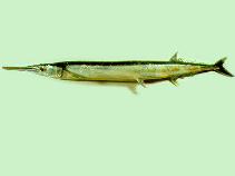 Image of Tylosurus melanotus (Keel-jawed needle fish)