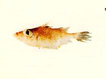 Image of Tydemania navigatoris (Fleshy-lipped spikefish)
