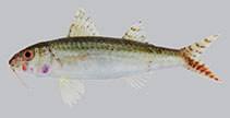 Image of Upeneus asymmetricus (Asymmetrical goatfish)