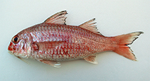 Image of Upeneus nigromarginatus (Black-margined goatfish)