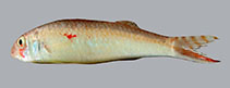 Image of Upeneus seychellensis (Tailstripe goatfish)