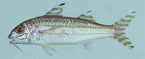 Image of Upeneus suahelicus (Swahili goatfish)