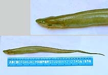 Image of Uroconger lepturus (Slender conger)