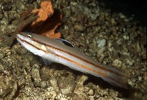 Image of Valenciennea helsdingenii (Twostripe goby)