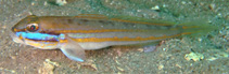 Image of Valenciennea limicola (Mud goby)