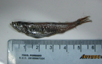 Image of Vinciguerria lucetia (Panama lightfish)