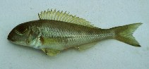 Image of Xenotilapia boulengeri 