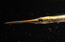 Image of Xenentodon canciloides 