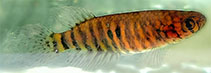Image of Xenurolebias izecksohni 