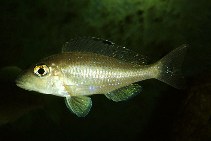 Image of Xenotilapia spilopterus 