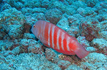 Image of Xyrichtys blanchardi (Marmalade Razorfish)