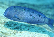 Image of Xyrichtys victori (Galapagos razorfish)